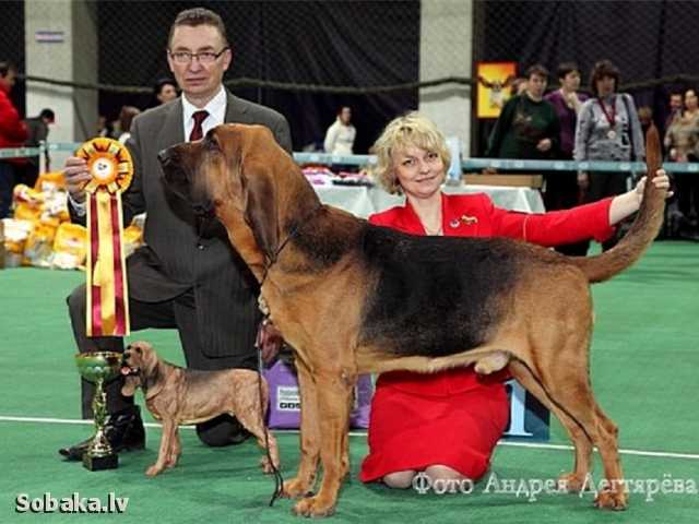 MAKSBURY ODSTINATE | Bloodhound 