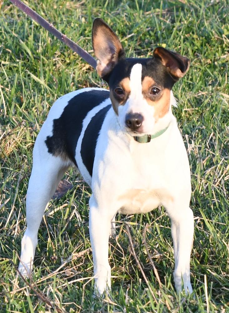 Hall's Marvelous Miriam | Rat Terrier 