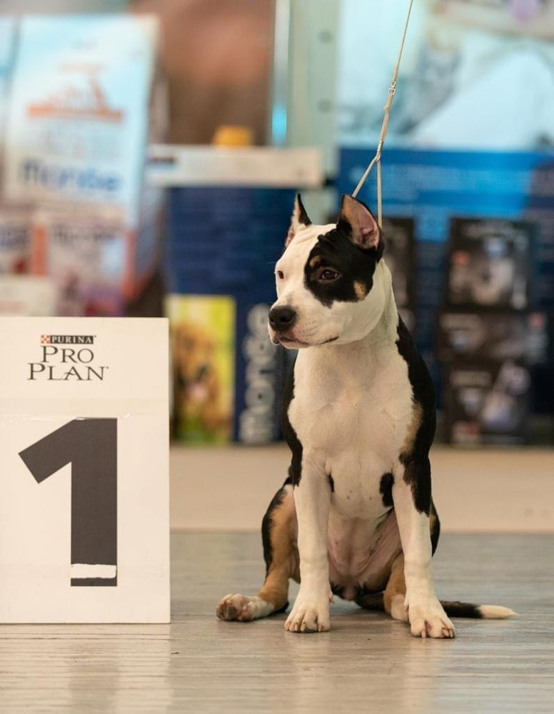 ANABEL GOLDEN HEART | American Staffordshire Terrier 