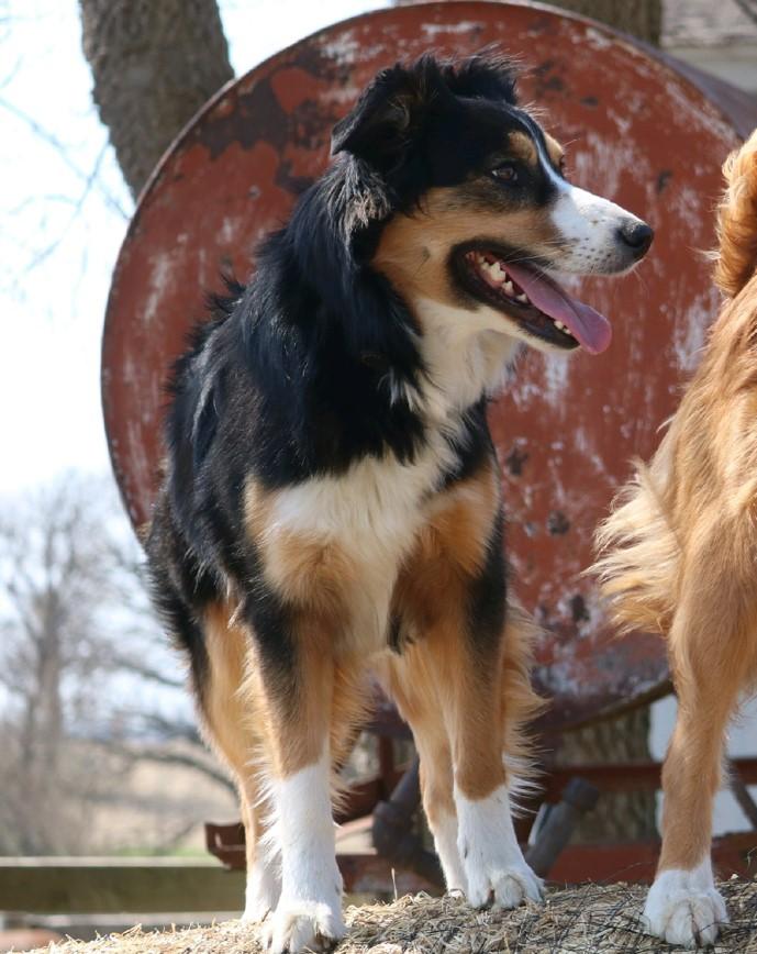 Town &amp; Country's Cedar | English Shepherd 