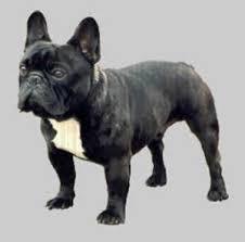 Servee v.D. mestreechteneerkes | French Bulldog 