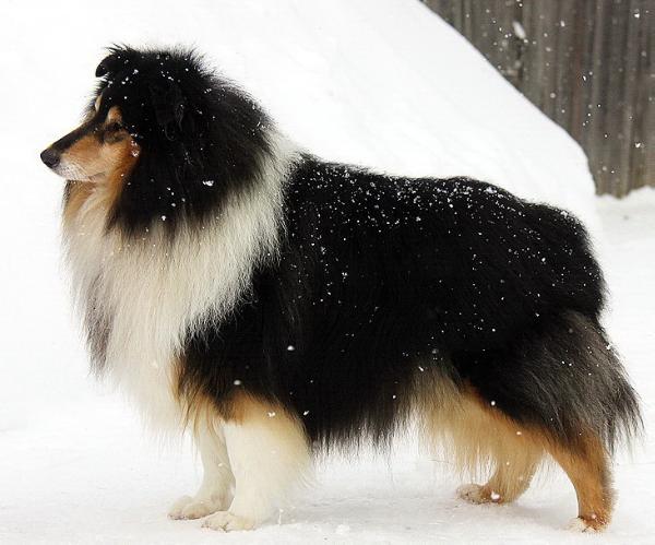 Gemastra Hot Chocolate | Rough Collie 
