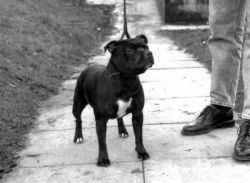 Bombstaff Stella Artois | Staffordshire Bull Terrier 