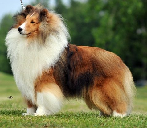 Macdega Affirmed | Shetland Sheepdog 