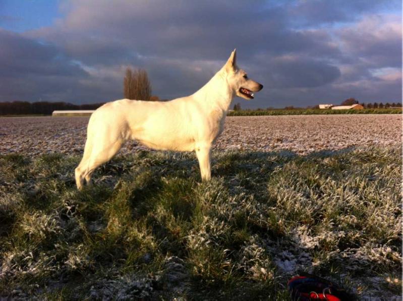 Gentle Gwen of the White Miracles | White Swiss Shepherd Dog 