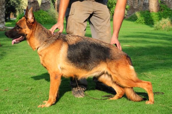 Ansi Feetback | German Shepherd Dog 