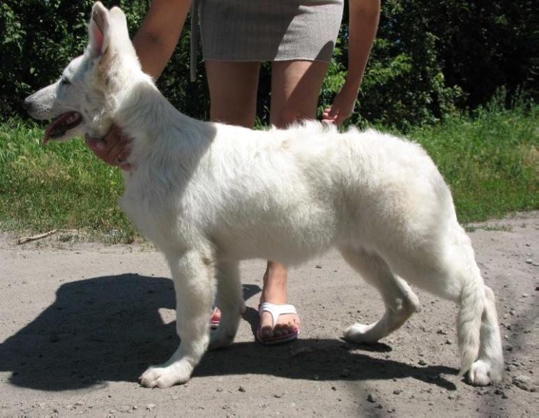 ALISSABEL ALZA League White | White Swiss Shepherd Dog 