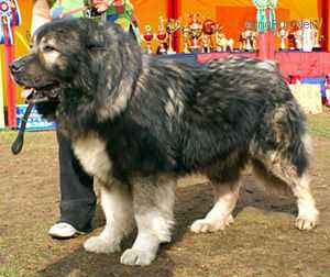 Balu Iz Stolitsy Sibiri | Caucasian Mountain Dog 