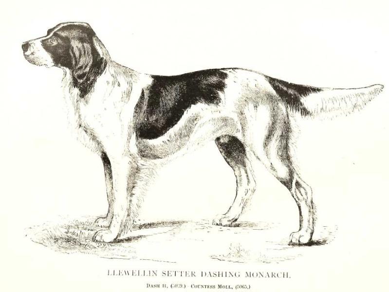 Dashing Monarch (010137) | English Setter 