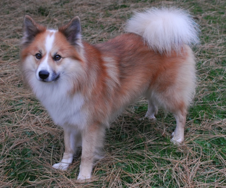 Jarl-Vinur fra Klettakoti | Icelandic Sheepdog 