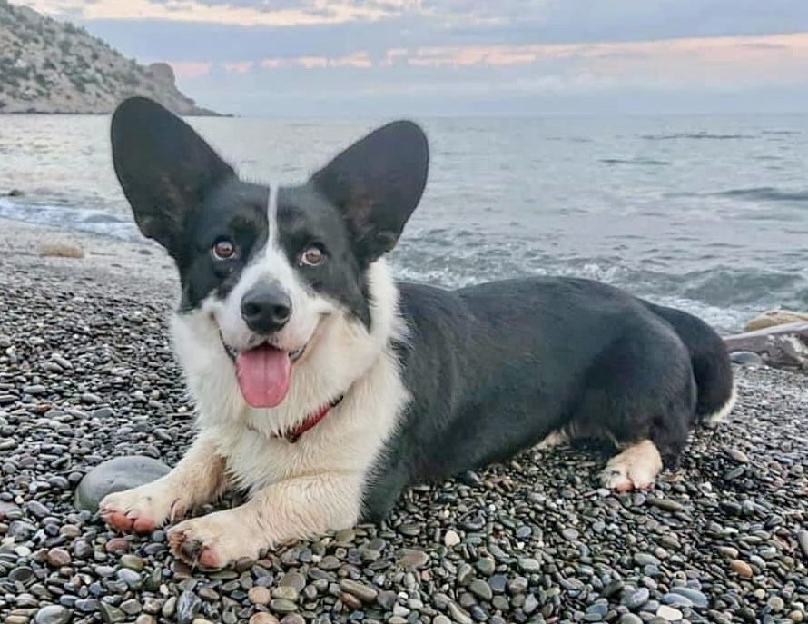 SEVASTOPOLSKIY VALS LORD BYRON | Cardigan Welsh Corgi 