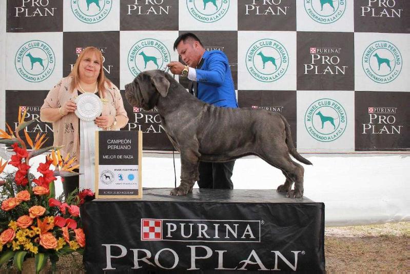 OLGA CUORE D AMORE | Neapolitan Mastiff 