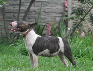 FIRST-LADY DU DOMAINE D'YSPAHAN | Miniature Bull Terrier 