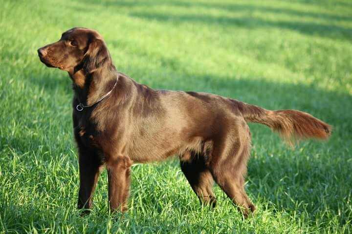 Apolo Jar Jar  of Brown Seduction | Flat-Coated Retriever 