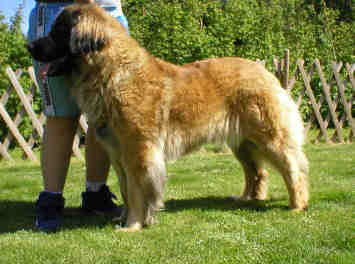 Teamaides Delicious Daylight | Leonberger 