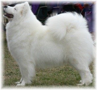 Kalaska Grand Event | Samoyed 