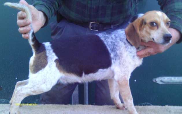 Scroghams Blue Lil Tilly | Beagle 