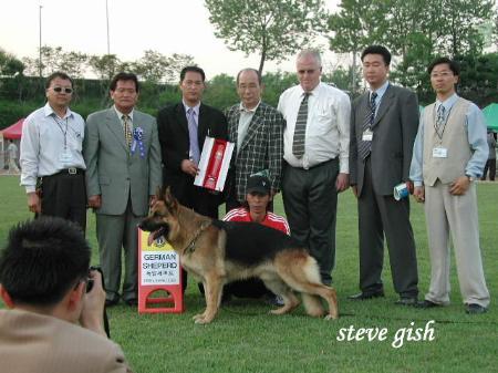 Comel of Chungyeol Sanjang | German Shepherd Dog 