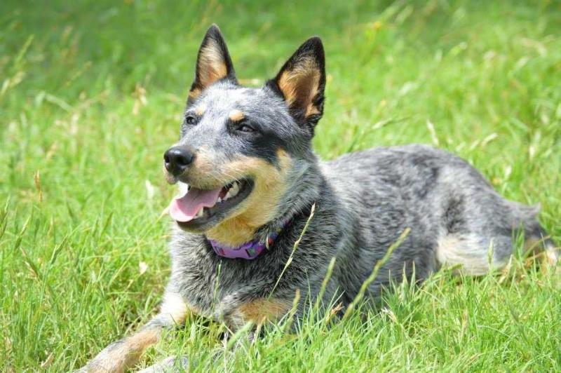 ASN JINXXED | Australian Cattle Dog 