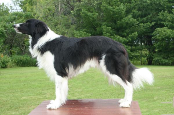 Ruger (2010) ABCA 350735 | Border Collie 