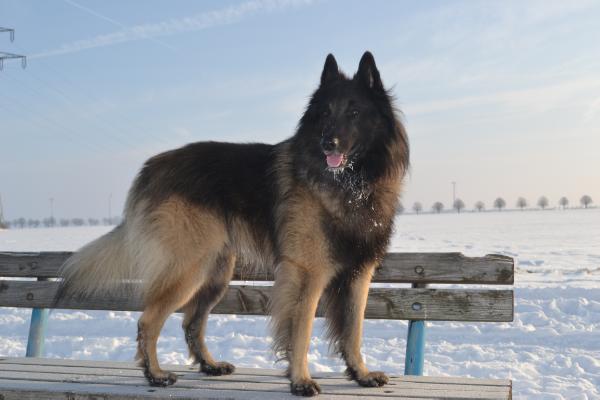 Canis lupus of the beautiful black one | Belgian Tervuren 