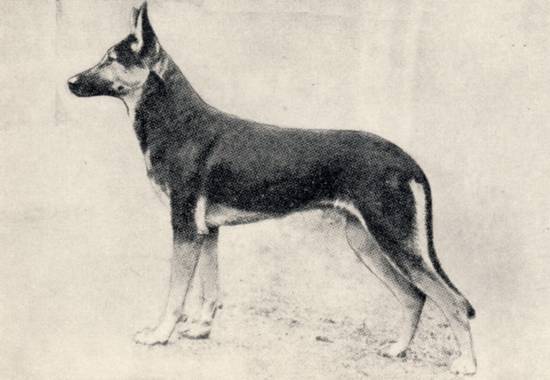 Mohr von der Secretainerie | German Shepherd Dog 