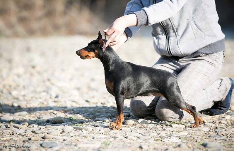 Imperiya Osmana Happy History | Miniature Pinscher 