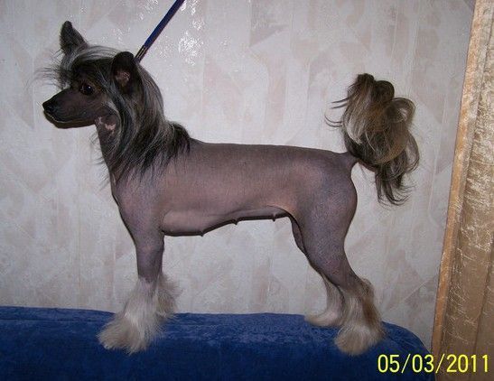 Tai Bent Agnus Dei Perla | Chinese Crested 