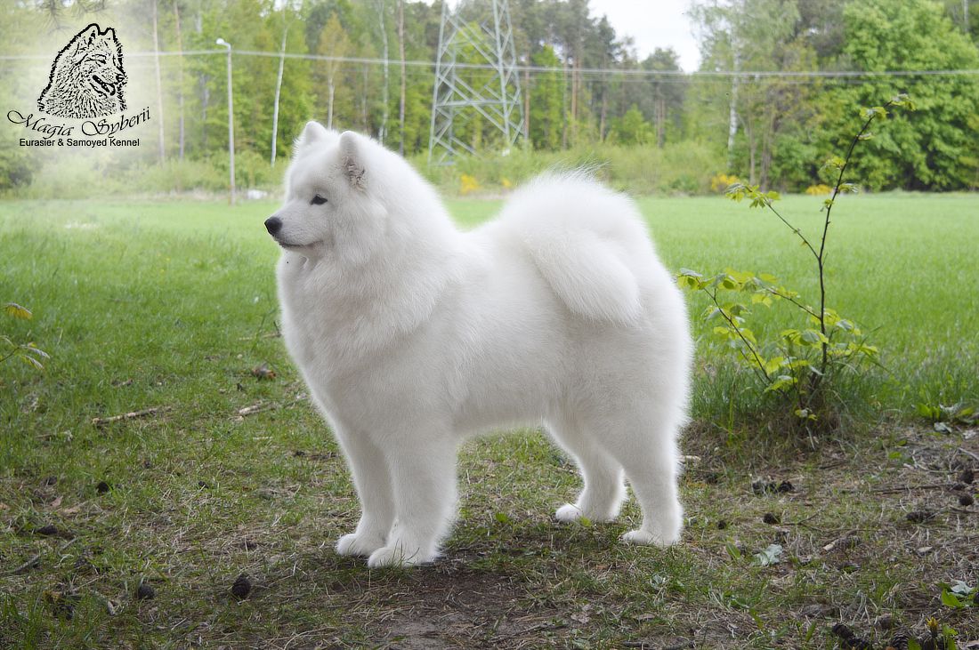 AMAZING GIFT OF ICE Magia Syberii | Samoyed 