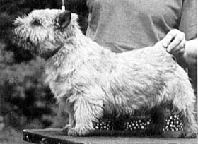 TEUTONIA`S   XANA | Norwich Terrier 