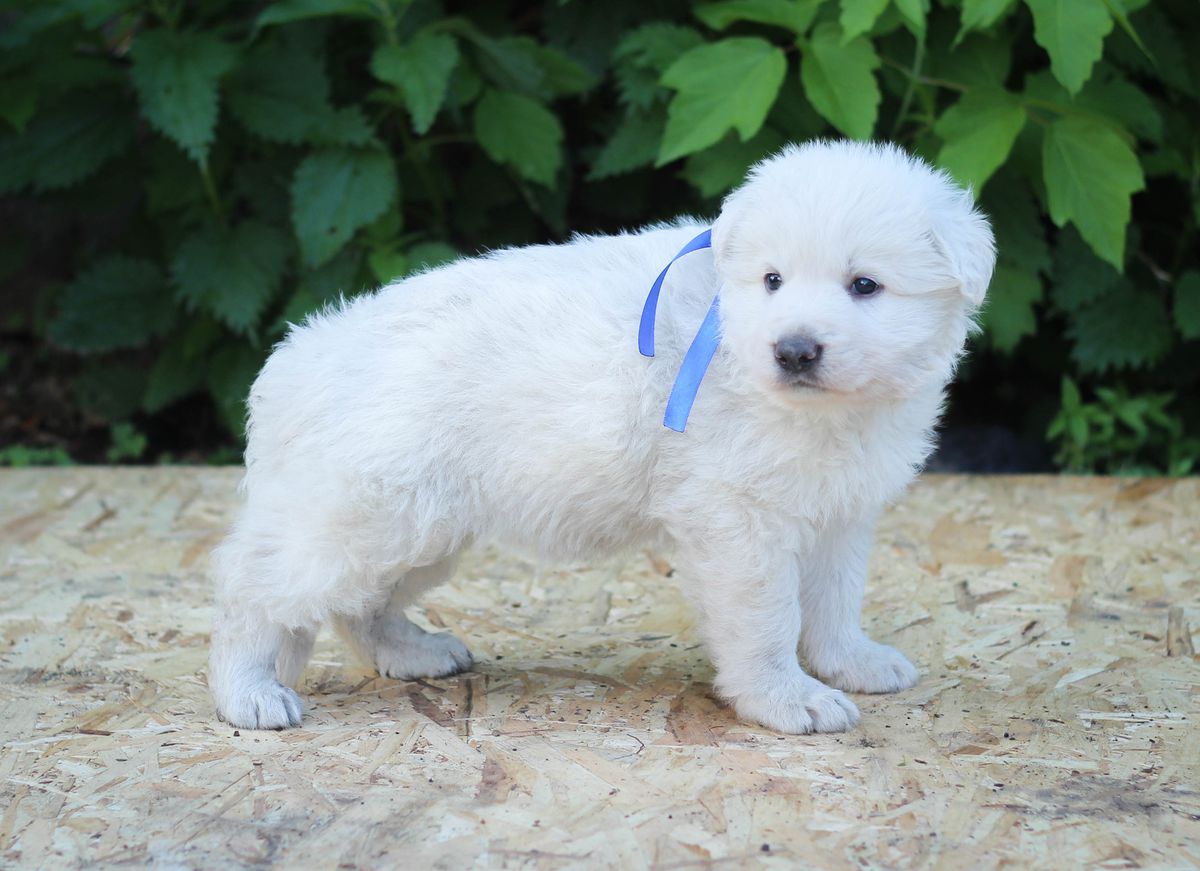 Sibirskoe Solnce Magn Loki | White Swiss Shepherd Dog 