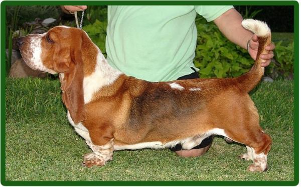 GENTRYVILLES GUS | Basset Hound 