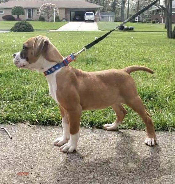 Midas of Disasters | American Bulldog 