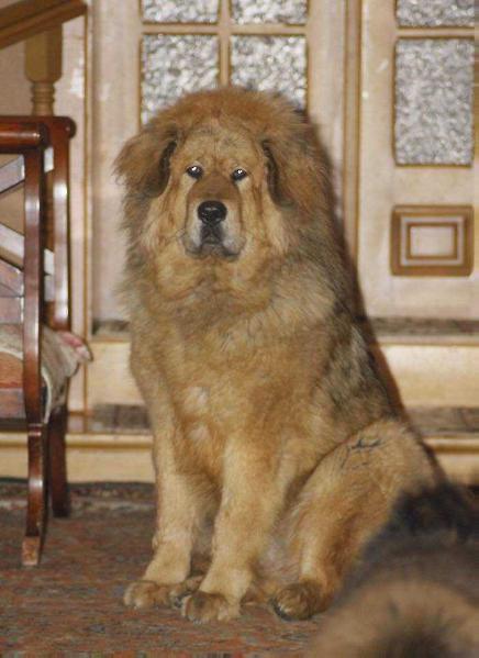 HONNEY Iz Chentao-Park | Tibetan Mastiff 