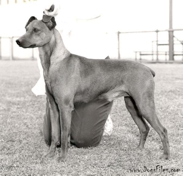 Meisterpin GUSTAW | German Pinscher 