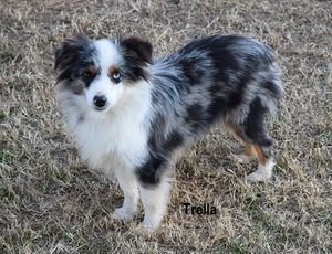 EchB Reynolds' Lil Trella | Australian Shepherd 