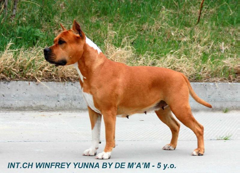 Winfrey Yunna By De M'A'M | American Staffordshire Terrier 