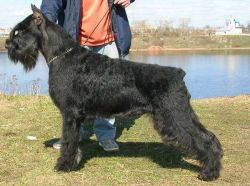 Gloris Queenly Majesty | Giant Schnauzer 