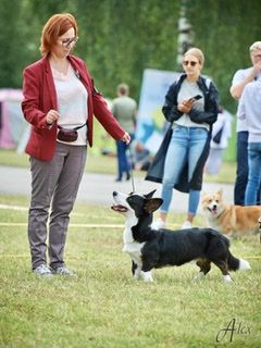 SEVASTOPOLSKIY VALS Number One | Cardigan Welsh Corgi 