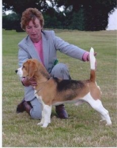 Fallowfield Douglas | Beagle 