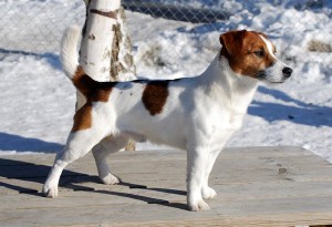 Saltisgardens Oliver Twist | Jack Russell Terrier 