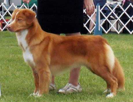 Brynwood's Oh My Goodness | Nova Scotia Duck Tolling Retriever 