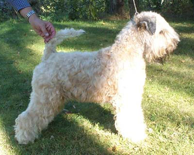 Windisle Bourgogne | Soft Coated Wheaten Terrier 