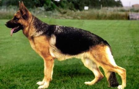 Ora von Batu | German Shepherd Dog 