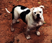 Ross' MD Sheba | Olde English Bulldogge 