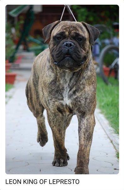 Leon King of Lepresto | Bullmastiff 