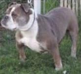 Carrera's Chica of DSK | Olde English Bulldogge 