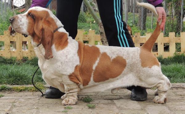 Nhabira Kaboom | Basset Hound 