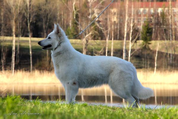 Tarita's Nefele | White Swiss Shepherd Dog 