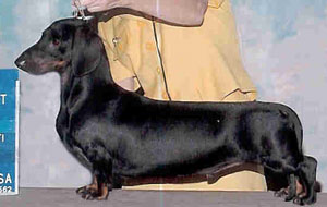 Joy-Dens Mirror Image | Dachshund 